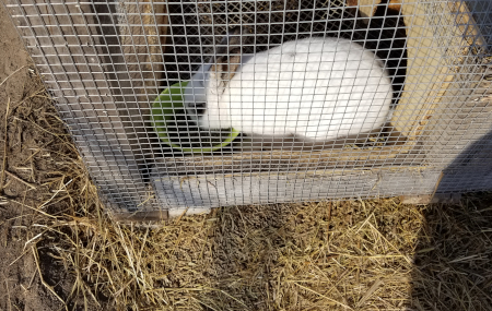 Spot Eating