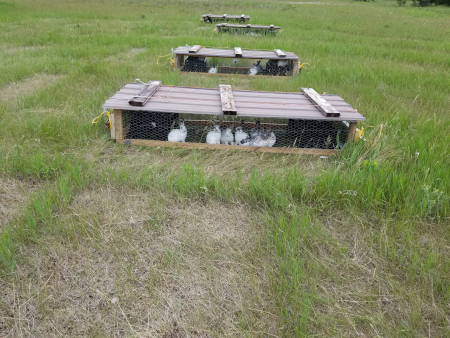 Bunny Tractors