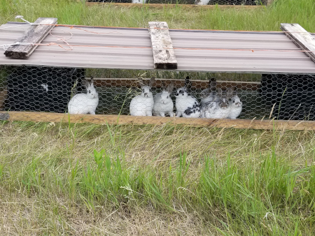 Bunny Tractor
