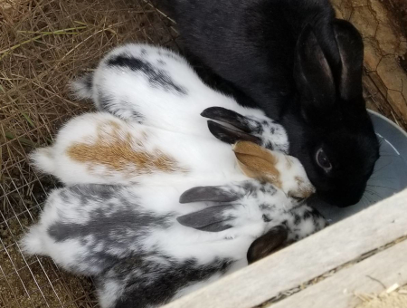 Rogue Babies