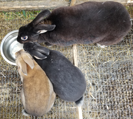 Inara Babies