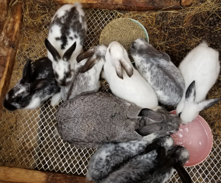 Lola Babies