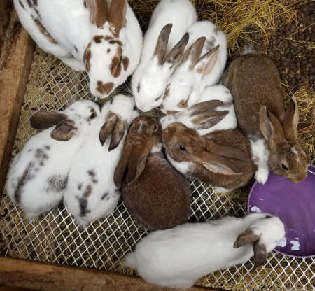 Scully Babies