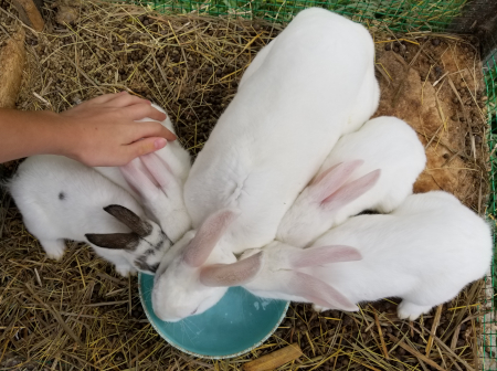 Snowball Babies