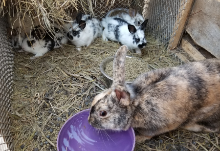Angela Babies