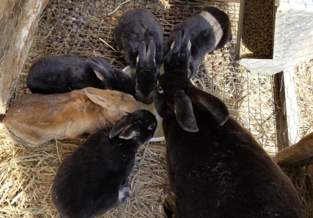 Inara Babies