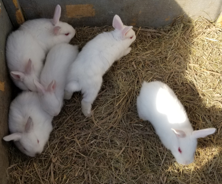 Kiki Babies