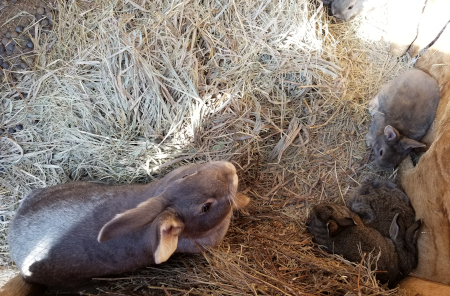 Rose Babies