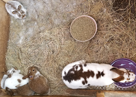 Scully Babies