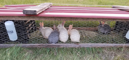 Tractor Bunnies 1