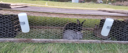 Tractor Bunnies 2