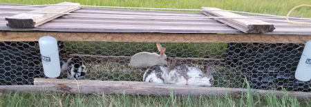 Tractor Bunnies 4