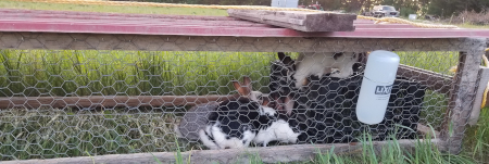 Tractor Bunnies 5