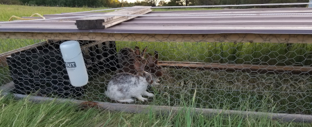 Tractor Bunnies 6