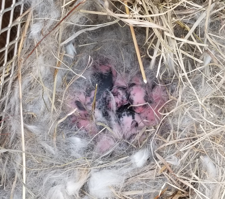 Babies 1