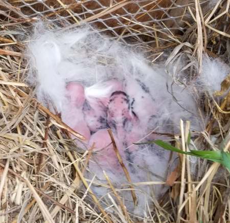 Babies 2