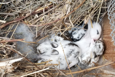 August Babies 1