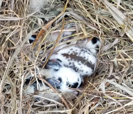 August Babies 2