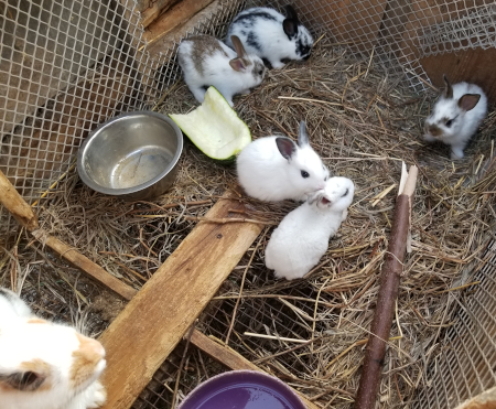 Sprinkle Babies 1