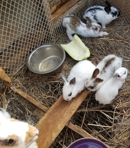 Sprinkle Babies 2