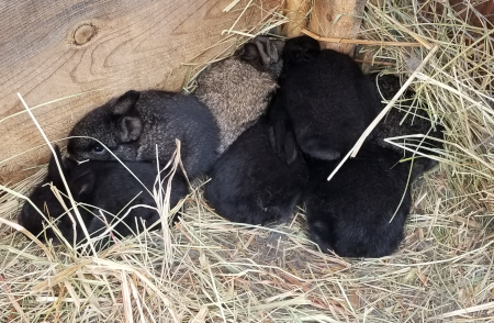 Rogue's Babies