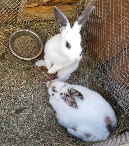 Sprinkles and Q