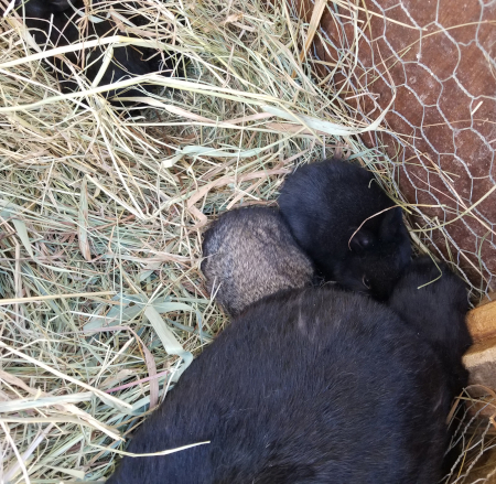 Rogue's Babies 1