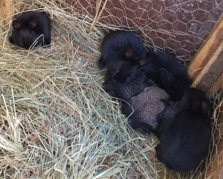 Rogue's Babies