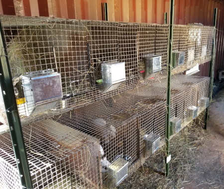 Buck cages