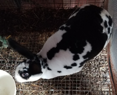 Perdita