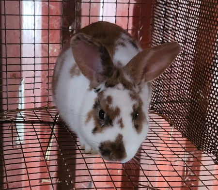Taffy