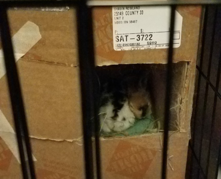 Sleepy Babies
