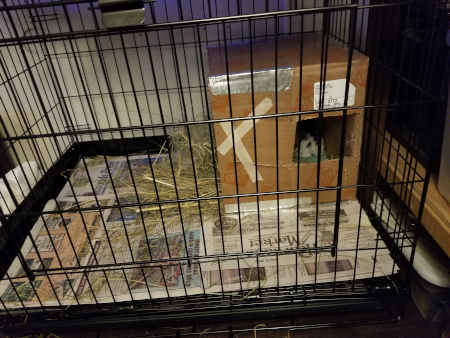 Wabbitat