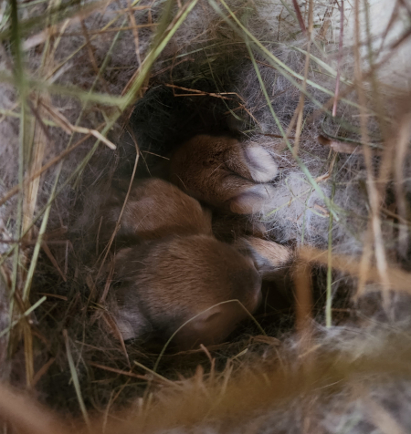 kaylee's babies